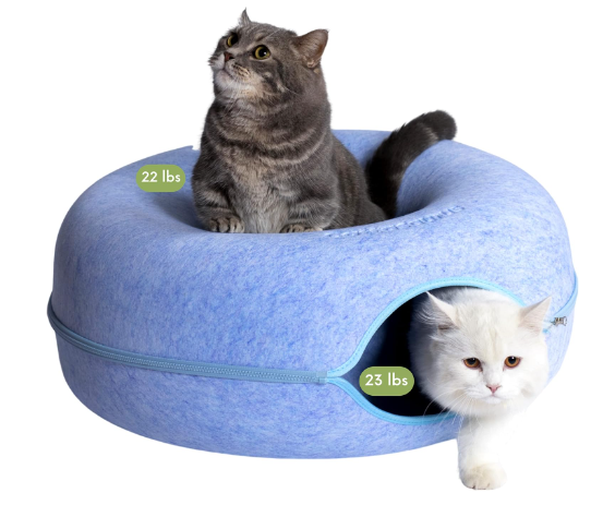 Cattasaurus Donut Tunnel Jjjj