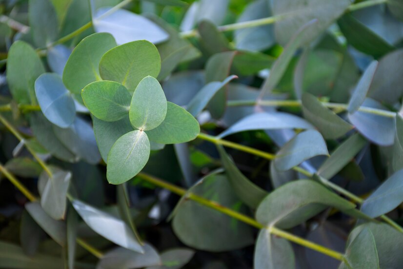 Beautiful Eucalyptus