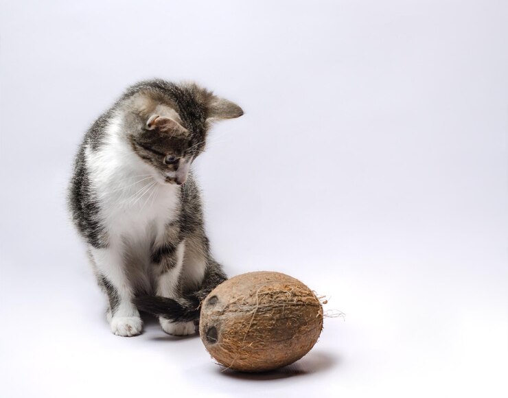 Cat And Coconut