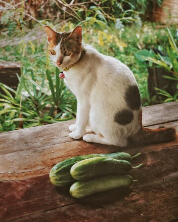 Cat And Cucumber