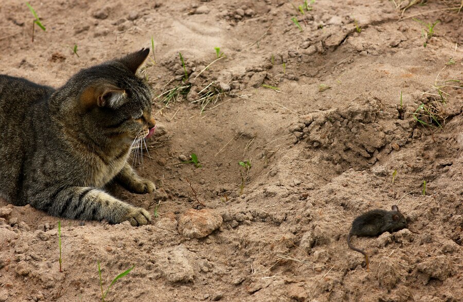 Cat In Dirt