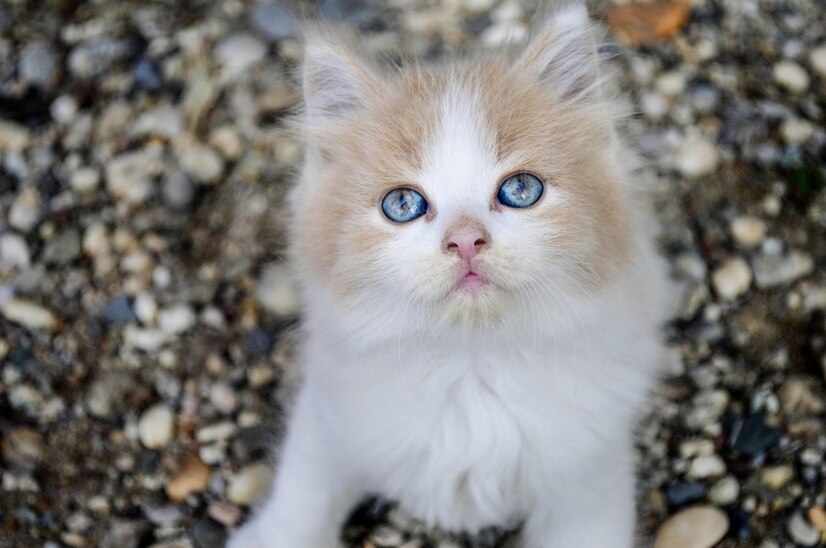 Closeup Shot Adorable Kitten Sitting Colorful Stones 181624 40932