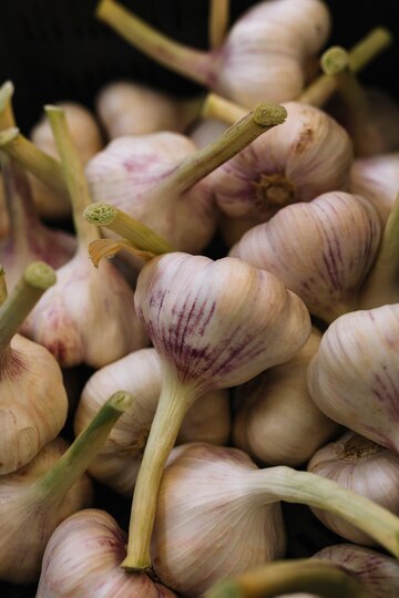 Garlic