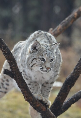 Silver Bengal Cat Complete Overview