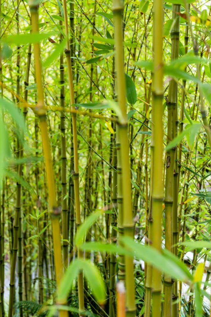 Bamboo