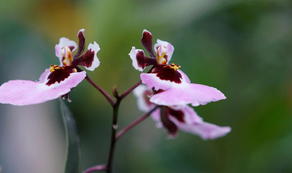 Beautiful Orchid