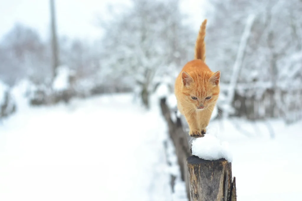 Beauty Of Orange Tabby