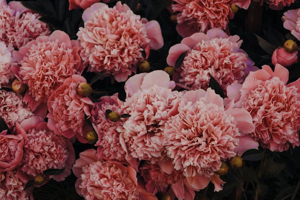 Carnation