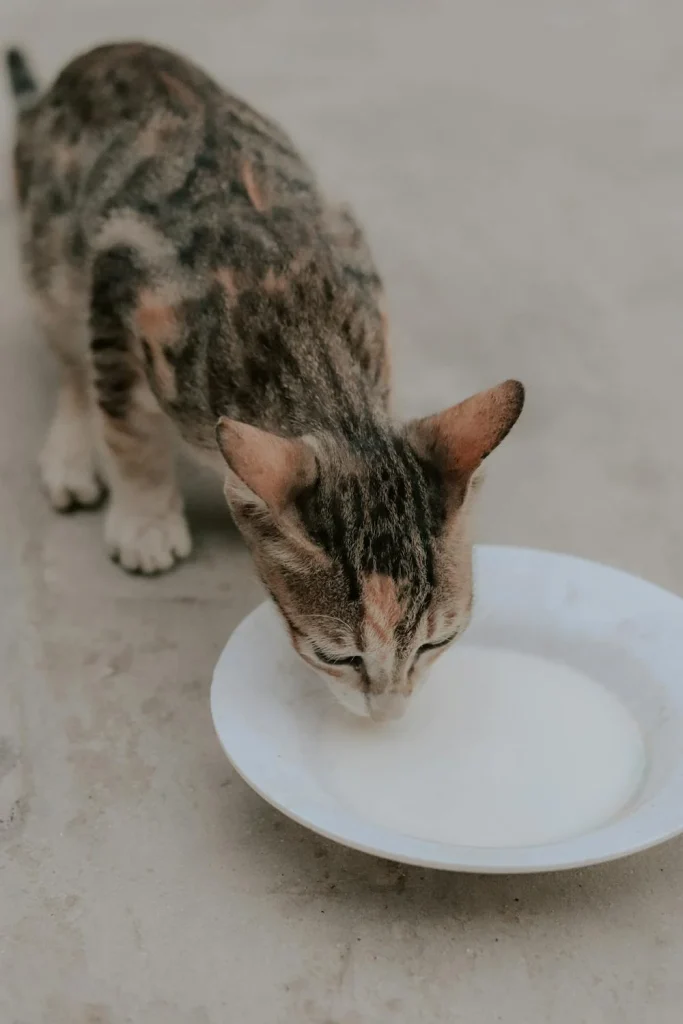 Cat Drinking Milkk