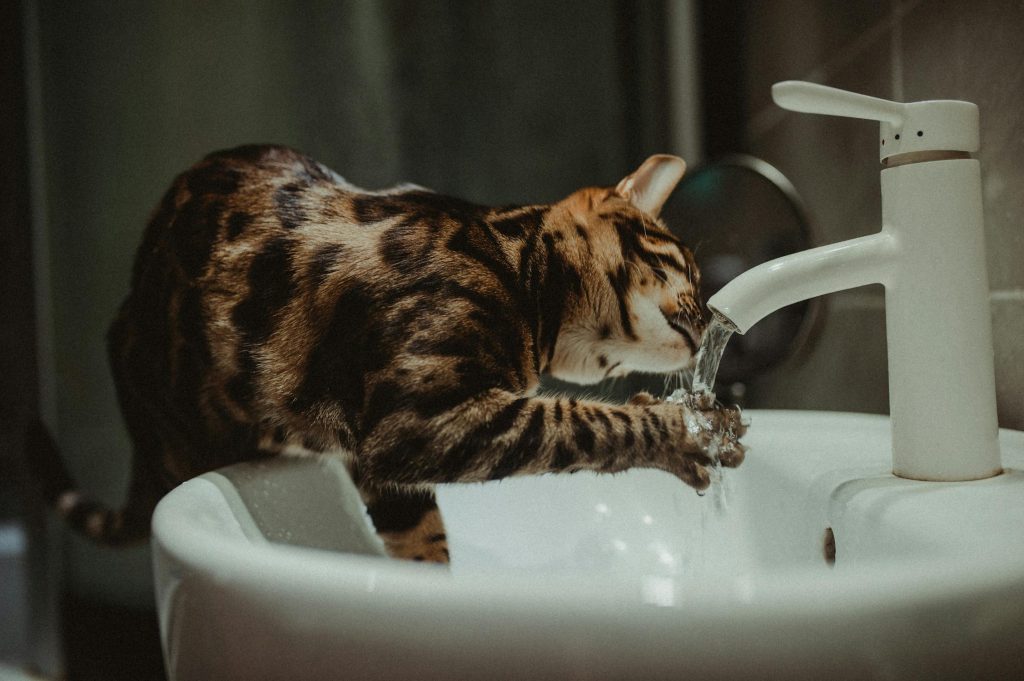 Cat Drinking Water With Filtered