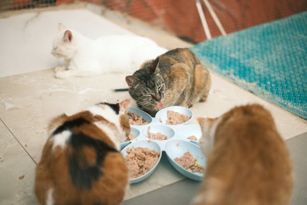 Cat Food Eating Photo