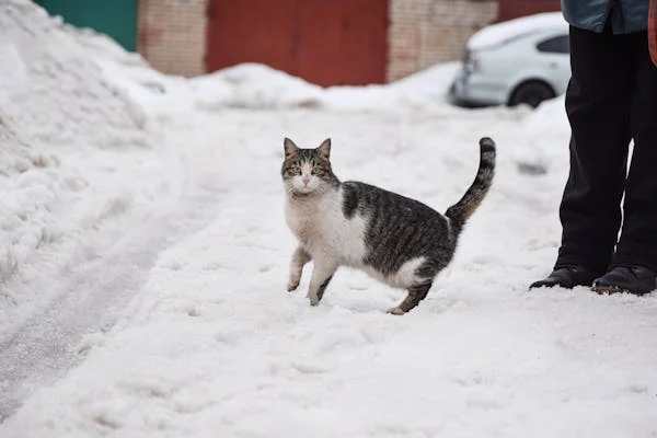 Cat In Snow