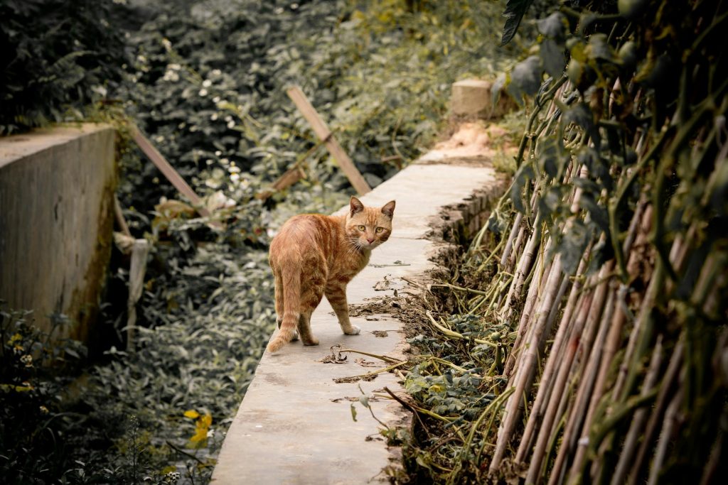 Cat Moving With Ease