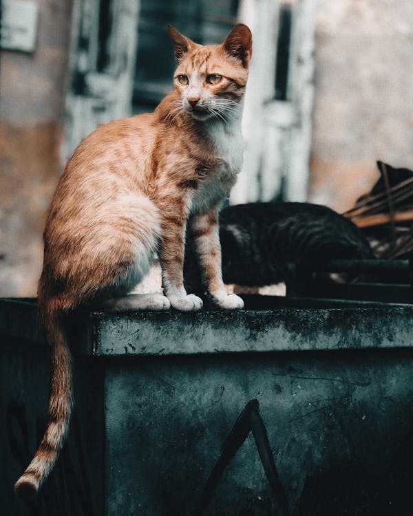 Cat On Litter