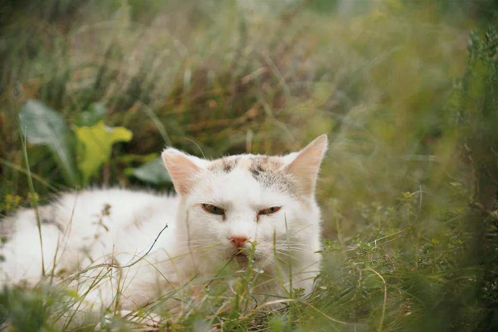 Cat With Beauthy