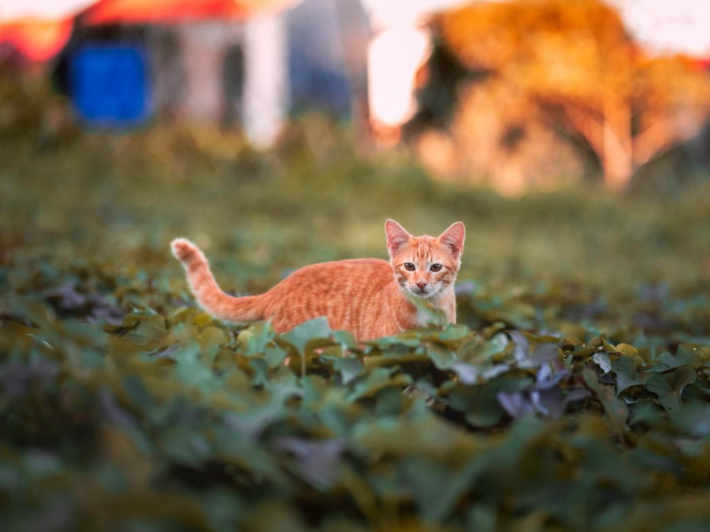 Cat With Tail