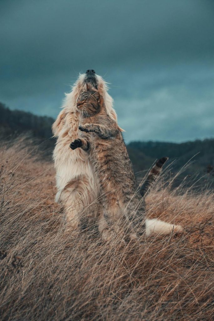 Dog And Cats In One Frame