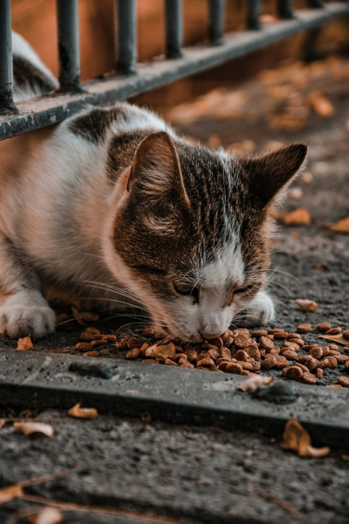 Food Eating Cats