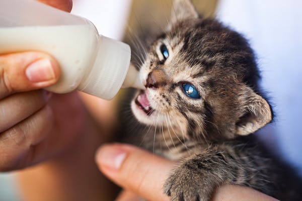 Kitten Drinking Milk