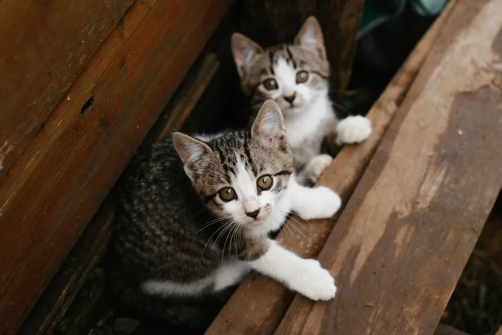 Kittens Pair