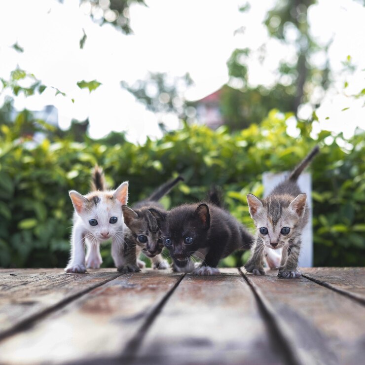 Kittens Walking