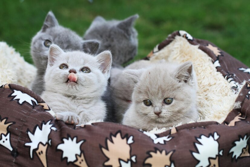 Kittens