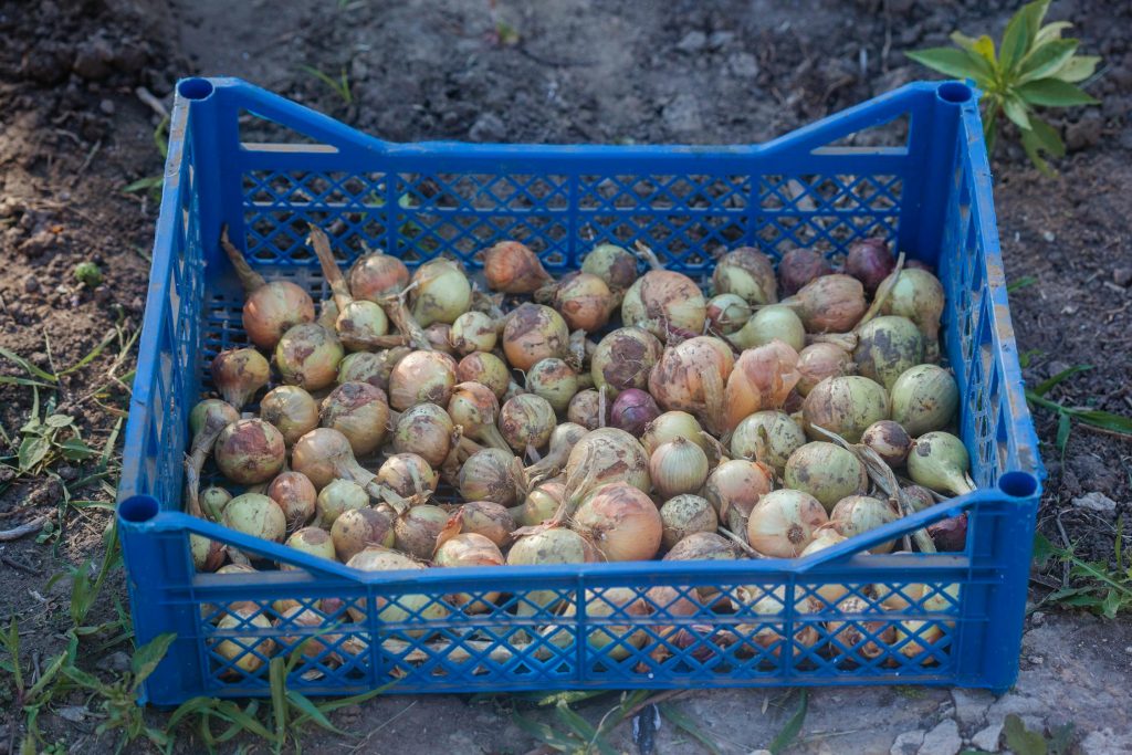 Onions Basket