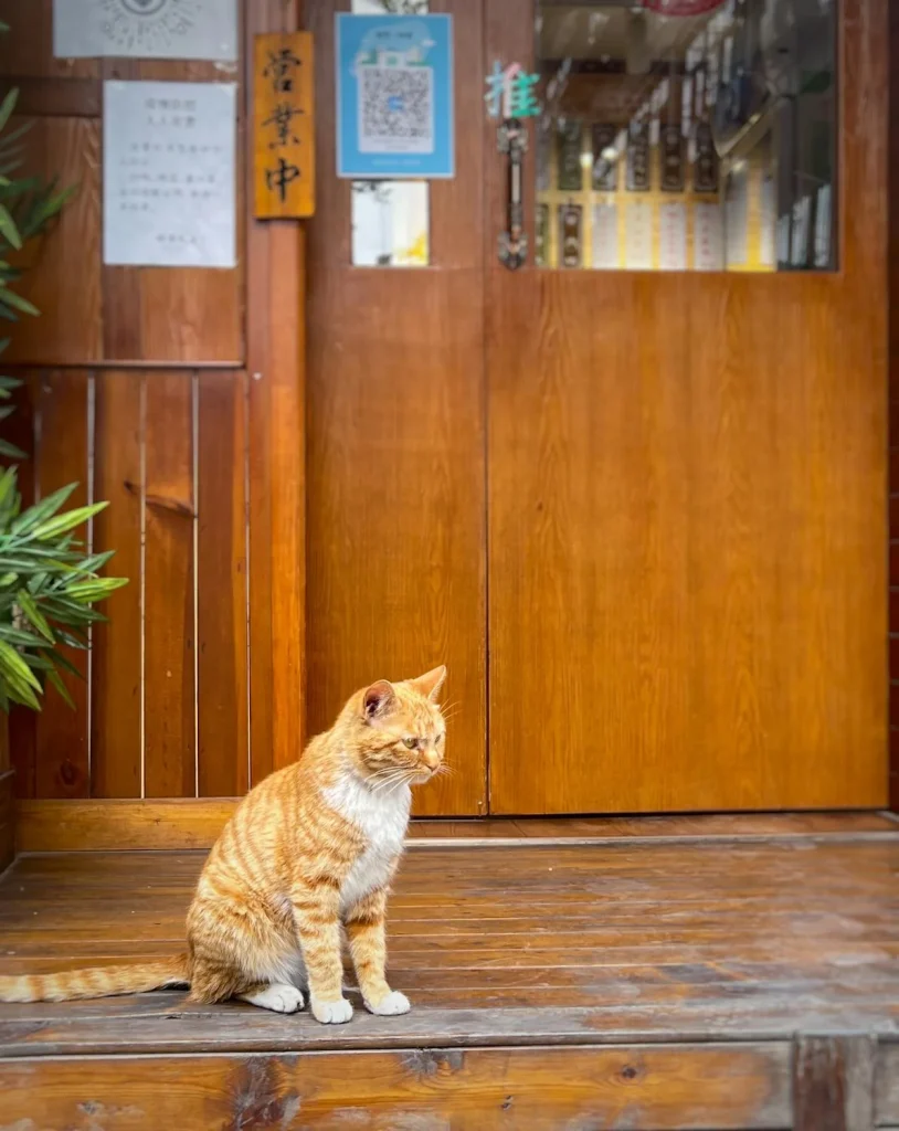 Orange And White Tabby Cat