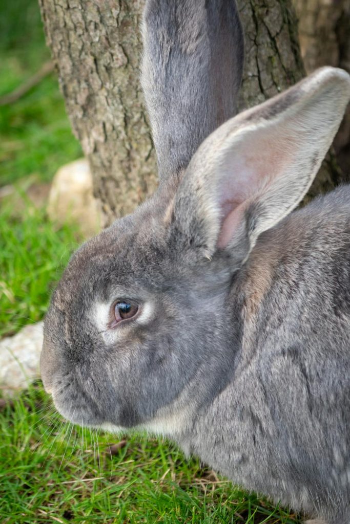 Rabbit With Big Ears