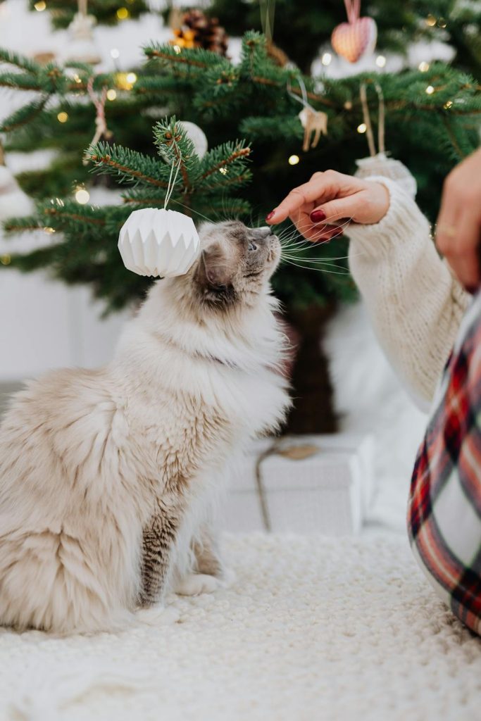 Ragdoll Kitten