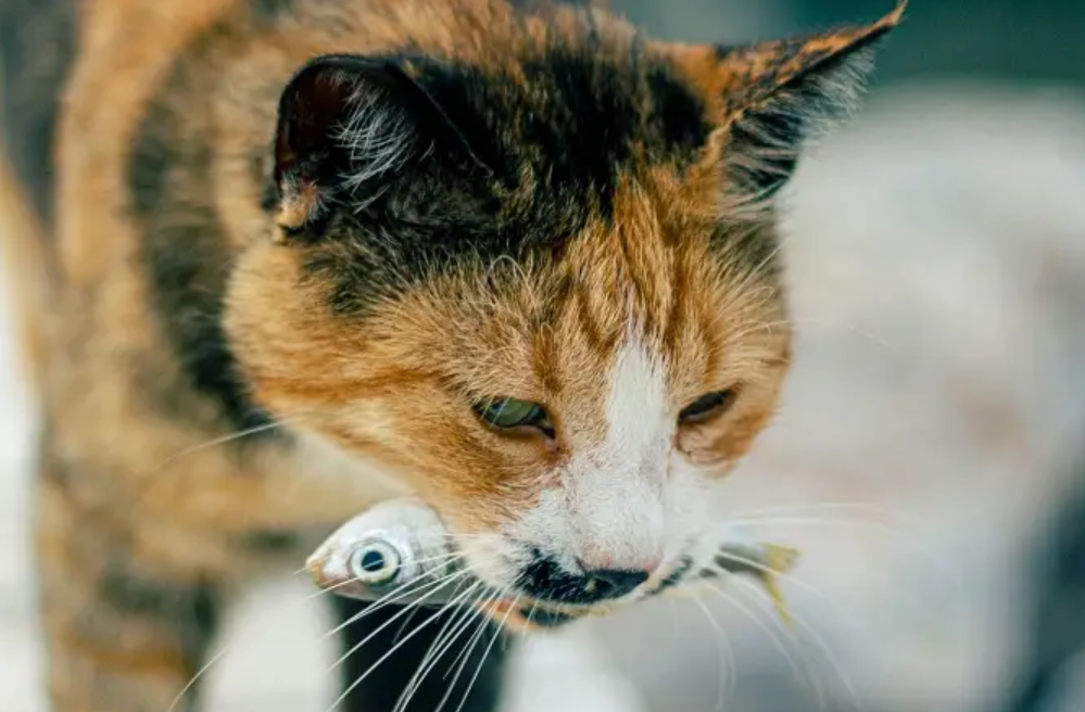 Cat And Fish