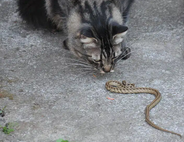 Cat And Snakes