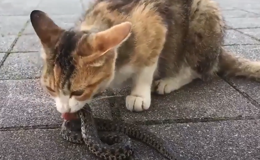 Cat Eating Snakes