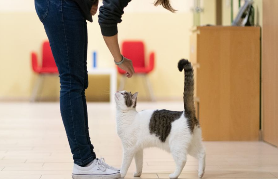 Cat With Owners