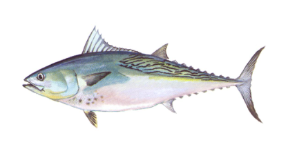 Fish 1