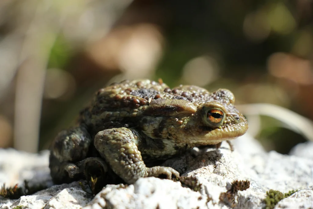 Toad