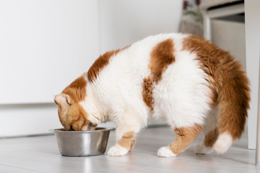 cute cat eating food from bowl