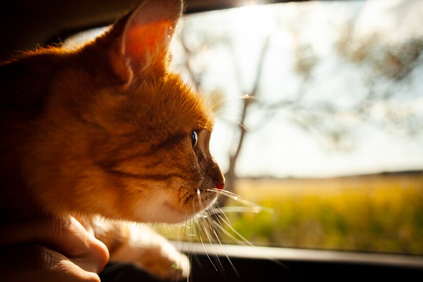 close up adorable cat looking window car